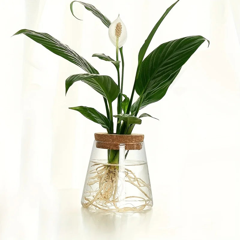 Modern Transparent Glass Hydroponic Vase – Desktop Plant Decor