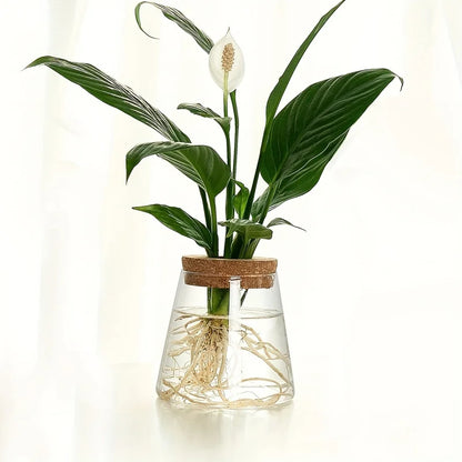 Modern Transparent Glass Hydroponic Vase – Desktop Plant Decor