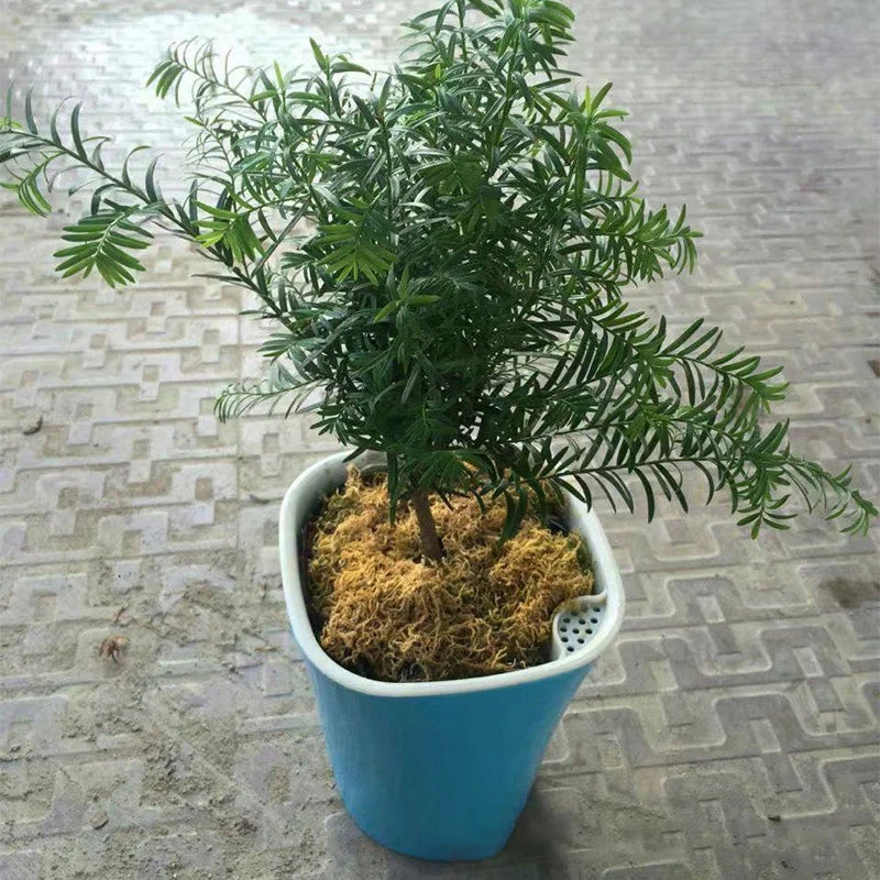 Automatic Self Watering Flower Plants Pot Irrigation Gardening Flower Pots