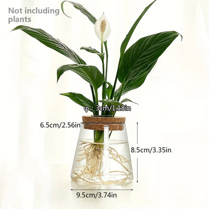Modern Transparent Glass Hydroponic Vase – Desktop Plant Decor