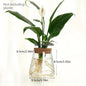 Modern Transparent Glass Hydroponic Vase – Desktop Plant Decor