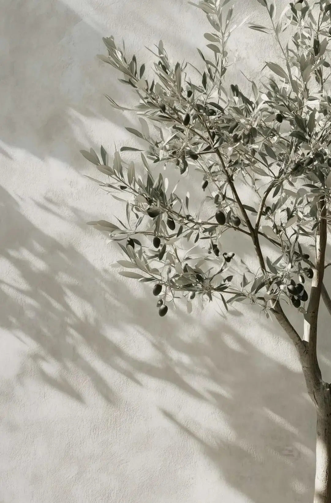 Natural Aesthetics Olive Tree Landscape Wall Art Print
