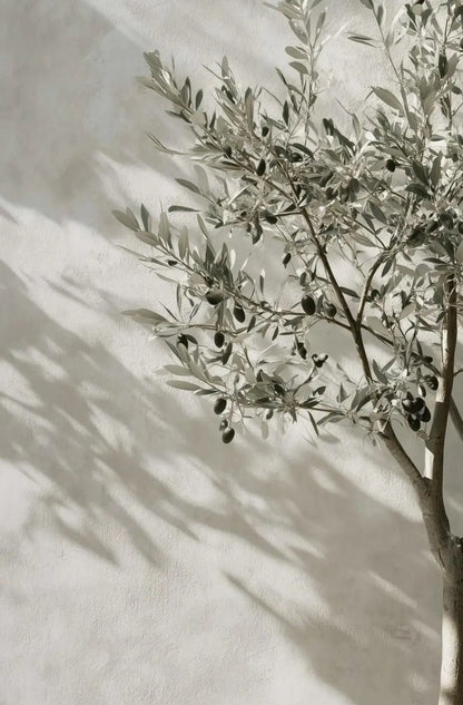 Natural Aesthetics Olive Tree Landscape Wall Art Print