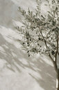 Natural Aesthetics Olive Tree Landscape Wall Art Print
