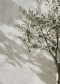Retro Elegant Olive Tree & Lemon Canvas Wall Art Poster