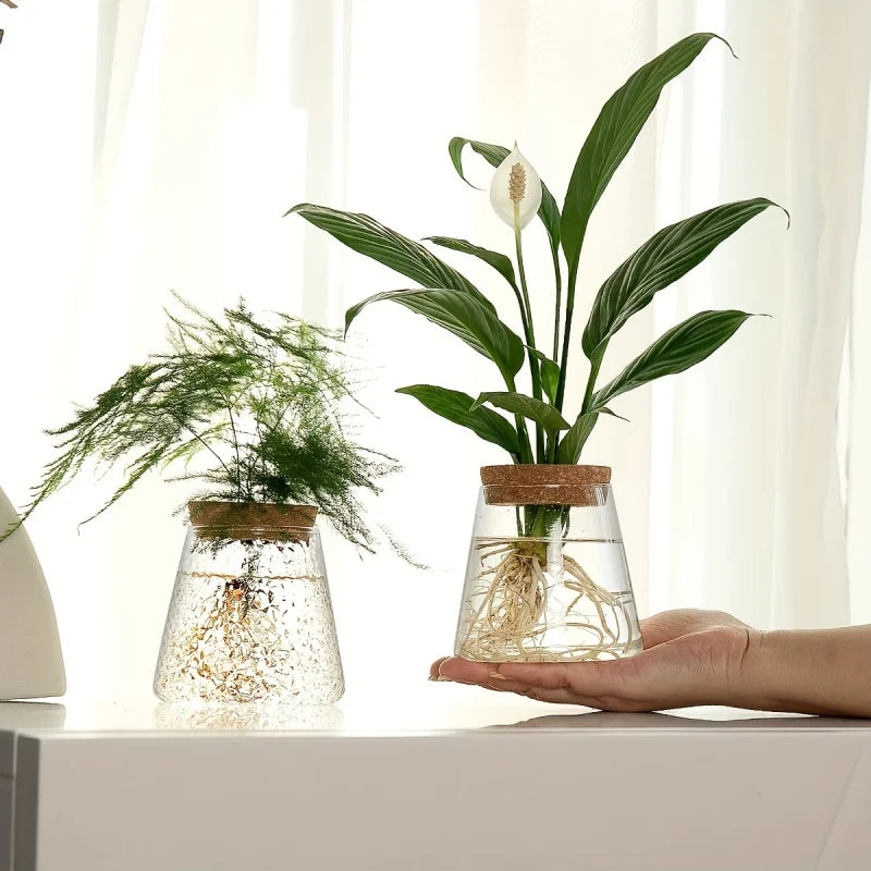 Modern Transparent Glass Hydroponic Vase – Desktop Plant Decor