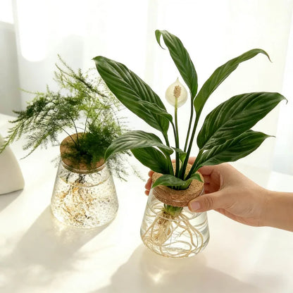 Modern Transparent Glass Hydroponic Vase – Desktop Plant Decor