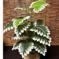 70CM Artificial Monstera Palm Tree – Tropical Green Plant Decor