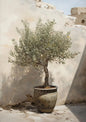 Natural Aesthetics Olive Tree Landscape Wall Art Print