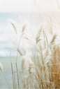 Beach Coastal Ocean Landscape Canvas Poster with Pampas Grass