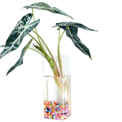 Hanging Hydroponic Glass Vase – Modern Wall-Mounted Plant Decor